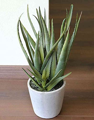 artplants.de Künstliche Aloe NAMIKA im Betontopf, grün, 40cm - Deko Sukkulente - Kunst Pflanze von artplants.de