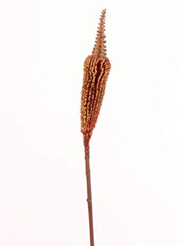 artplants.de Künstliche Blume Bulbinella TALUNA, braun - orange, 65cm, Ø 6cm von artplants