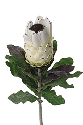 artplants.de Künstliche Blume Protea Nelli, weiß - gelb, 75cm, Ø 8cm - Königsprotea von artplants