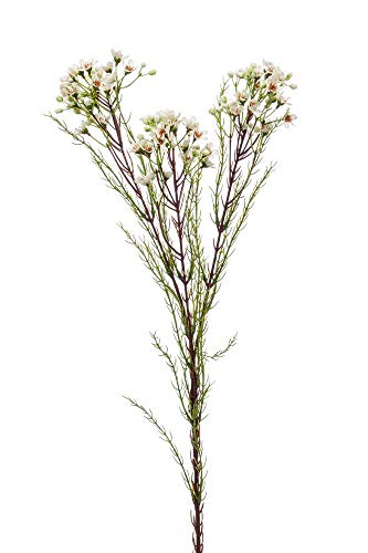 artplants.de Künstliche Blume Wachsblume Medea, Creme, 80cm - Kunst Porzellanblume von artplants
