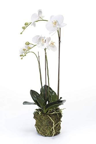 artplants.de Künstliche Orchidee Phalaenopsis Pabla im Erdballen, weiß - gelb, 70cm - Hochwertige Kunstorchidee von artplants