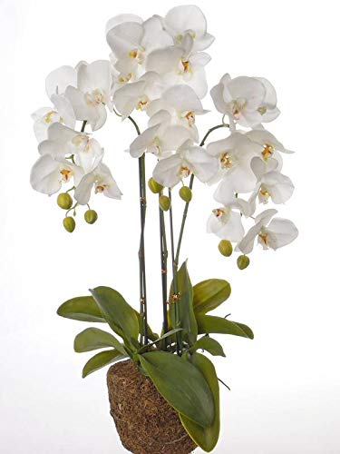 artplants.de Künstliche Phalaenopsis Orchidee SATRIA im Erdballen, weiß, 75cm - Kunstorchidee - Künstliche Blume von artplants