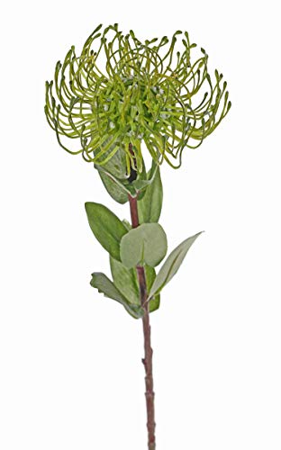 artplants.de Künstliche Protea Baily, grün, 50cm, Ø12cm - Dekoblumen künstlich von artplants