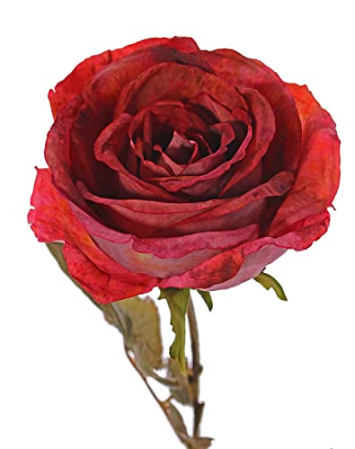 artplants.de Künstliche Rose NAJMA, rot, 65cm, Ø11cm - Künstliche Rose von artplants