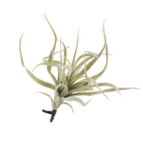 artplants.de Künstliche Tillandsia Stricta Kimmy, grau - grün, 25cm - Kunstpflanze von artplants.de