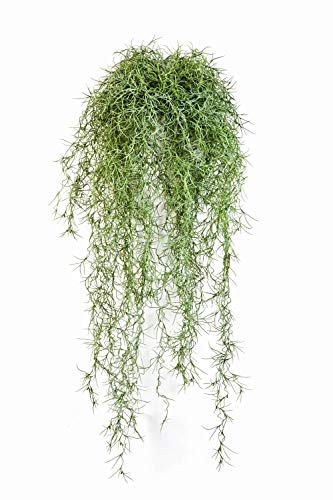 artplants.de Künstliche Tillandsia Usneoides Ranke IRMENA, 115 Zweige, grün, 80cm - Ranke künstlich - Deko Pflanze von artplants