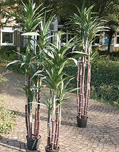 artplants.de Künstliche Zuckerrohrpflanze Enyo, grün, 210cm - Deko Zuckerrohr - kunstpflanze von artplants