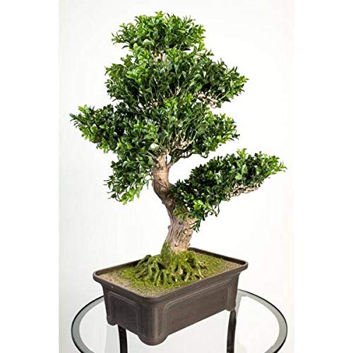 artplants.de Künstlicher Buchs Bonsai in Schale, 550 Blätter, 65cm - hochwertiger Kunstbonsai Buchsbonsai von artplants