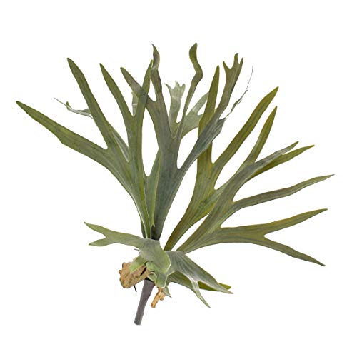 artplants.de Künstlicher Geweihfarn George, 8 Blätter, grün, Ø 50cm, 40cm - Kunst Farn - Kunstpflanze von artplants