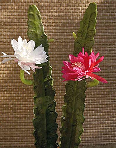 artplants.de Kunst Kaktus Königin der Nacht Domenica, Blüte, pink, 50cm - Deko Kaktus Königin der Nacht von artplants