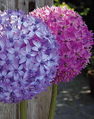 artplants.de Kunstblume Allium LIECHA, lila, 80cm, Ø14cm - Zierlauch Künstlich/Allium Deko von artplants.de