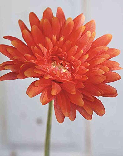 artplants.de Kunstgerbera Aitana, orange, 55cm - Künstliche Blume/Gerbera künstlich von artplants