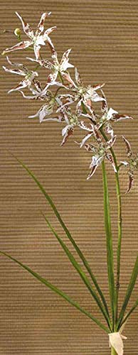 artplants.de Kunstorchidee Odontoglossum Zofia, Steckstab, Creme-braun, 105cm - Orchidee künstlich - Künstliche Blume von artplants