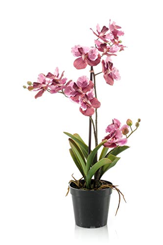 artplants.de Kunstorchidee Vanda Campo, rosa-pink, 60cm - Künstliche Orchidee/Blumendeko Orchidee von artplants