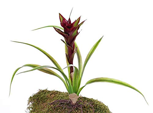 artplants.de Kunstpflanze Guzmania ANELY mit Blüten, auf Steckstab, rot, 40cm - Deko Pflanze von artplants.de