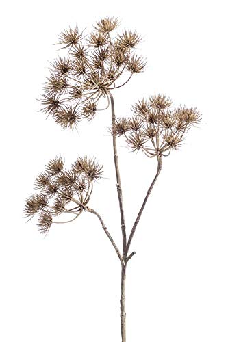 artplants.de Kunstzweig Bärenklau BELMIRO, braun, 100cm - Kunst Heracleum von artplants.de