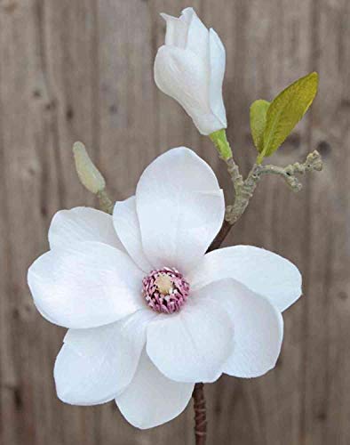 artplants.de Magnolie Kunstblume FEMI, weiß, 35cm, Ø12cm - Kunst Magnolia/Seidenblume von artplants