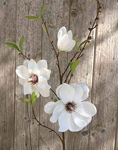 artplants.de Magnolienzweig künstlich FINAH, Creme-weiß, 80cm - Deko Magnolie/Magnolie Kunstblume von artplants.de