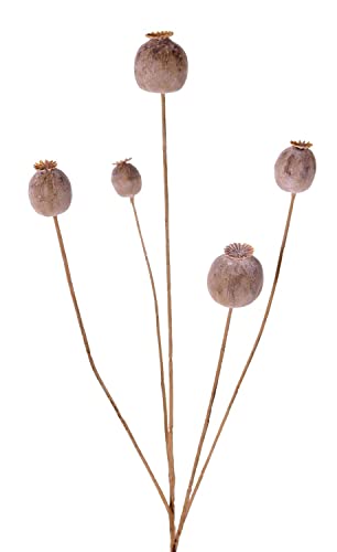 artplants.de Mohnkapsel künstlich FILOMELA, Hellbraun, 75cm - Kunst Mohnkapsel von artplants