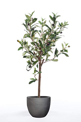 artplants.de Olivenbaum künstlich Alberto, Echtstamm, mit Früchten, 65cm - Künstlicher Olivenbaum/Seidenbaum von artplants