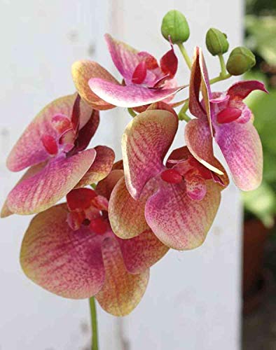 artplants.de Phalaenopsis Orchideenzweig künstlich Ophelia, pink-grün, 40cm - Kunstzweig Orchidee - Seidenorchidee von artplants