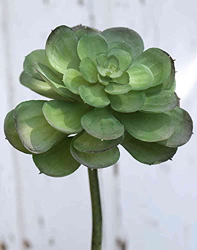 artplants.de Plastik Echeveria gibbiflora Ernesto, Steckstab, grün, 23cm, Ø13cm - Echeveria künstlich von artplants