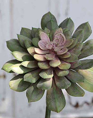 artplants.de Plastik Echeveria gibbiflora FULVIAN, Steckstab, grün-rosa, 20cm, Ø14cm - Echeveria künstlich von artplants