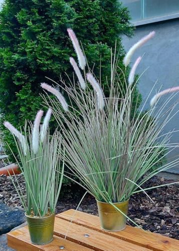 artplants.de Deko Lampenputzergras SVERRE mit Rispen, Zinktopf, rosa-grün, 50cm - Kunstgras artplants.de Deko Lampenputzergras SVERRE mit Rispen, Zinktopf, rosa-grün, 50cm - Kunstgras von artplants