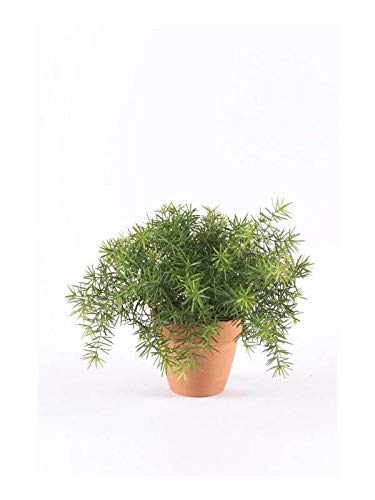 artplants.de Künstliche Kräuter Asparagus sprengeri Monet im Terracottatopf, 20cm - Künstlicher Spargel artplants.de Künstliche Kräuter Asparagus sprengeri Monet im Terracottatopf, 20cm - Künstlicher Spargel von artplants