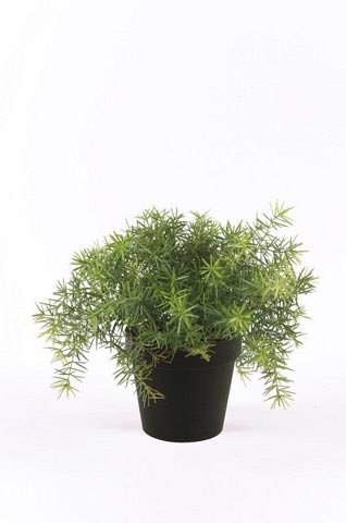 artplants.de Künstliche Kräuter Asparagus sprengeri YANIS, 15cm - Künstlicher Spargel artplants.de Künstliche Kräuter Asparagus sprengeri YANIS, 15cm - Künstlicher Spargel von artplants