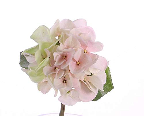 artplants.de Künstliche Mini Hortensie CHIDORI, Creme - rosa, 30cm, Ø 13cm - Kunsthortensie - Künstliche Blume artplants.de Künstliche Mini Hortensie CHIDORI, Creme - rosa, 30cm, Ø 13cm - Kunsthortensie - Künstliche Blume von artplants