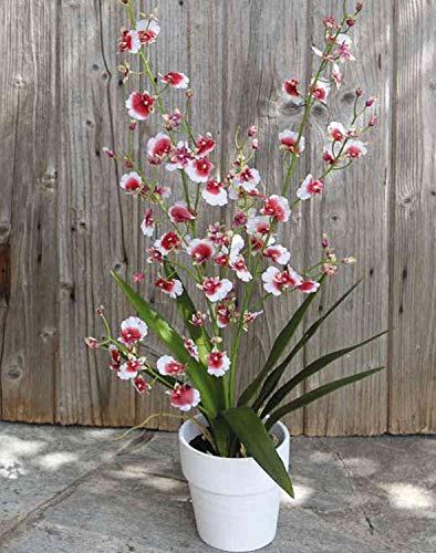 artplants.de Oncidium Orchidee künstlich YOSEPHIN im Tontopf, weiß-rot, 75cm - Kunstorchidee - Deko Tigerorchidee von artplants