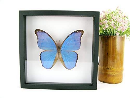 3D Morpho Didius aus Amazonien - perfekter Schmetterling im großen Schaukasten - echter riesiger und exotischer Schmetterling im 3D Schaukasten, Bilderrahmen aus Holz - gerahmt - Taxidermy 3D Morpho Didius aus Amazonien - perfekter Schmetterling im großen Schaukasten - echter riesiger und exotischer Schmetterling im 3D Schaukasten, Bilderrahmen aus Holz - gerahmt - Taxidermy von asiahouse24