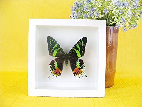 EIN echter exotischer präparierter Schmetterling Madagascar sunseth Moth im Bilderrahmen Wandbild Schaukasten Entomologie Taxidermie EIN echter exotischer präparierter Schmetterling Madagascar sunseth Moth im Bilderrahmen Wandbild Schaukasten Entomologie Taxidermie von asiahouse24