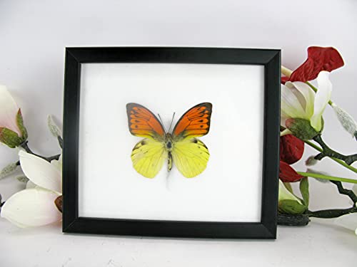 EIN echter exotischer präparierter Schmetterling im Bilderrahmen Wandbild Schaukasten Entomologie Taxidermie 20 x 17 x 2cm (Emperor Orange Tip) von asiahouse24