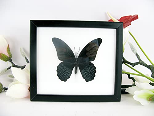 EIN echter exotischer präparierter Schmetterling im Bilderrahmen Wandbild Schaukasten Entomologie Taxidermie 20 x 17 x 2cm (Great Mormon F) von asiahouse24
