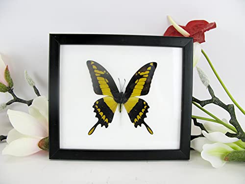 EIN echter exotischer präparierter Schmetterling im Bilderrahmen Wandbild Schaukasten Entomologie Taxidermie 20 x 17 x 2cm (King Swallowtail) von asiahouse24