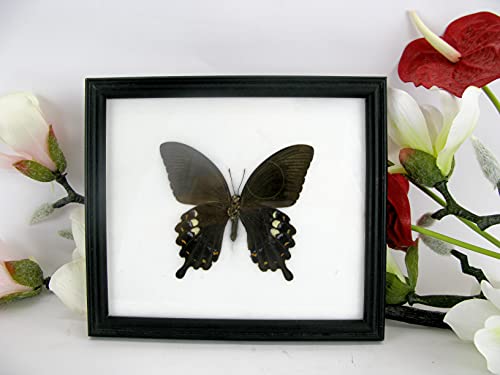 EIN echter exotischer präparierter Schmetterling im Bilderrahmen Wandbild Schaukasten Entomologie Taxidermie 20 x 17 x 2cm (Papilio aegeus) von asiahouse24