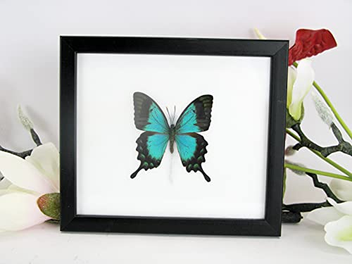 EIN echter exotischer präparierter Schmetterling im Bilderrahmen Wandbild Schaukasten Entomologie Taxidermie 20 x 17 x 2cm (Pericles Blue Swallowtail) von asiahouse24