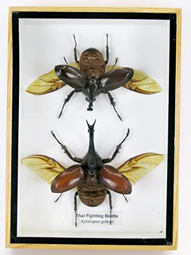 Echte präparierte und riesige Insekten, Cicaden und Krabbler im Schaukasten aus Holz hinter Glas (2 Thai fighting beetle offen) von asiahouse24