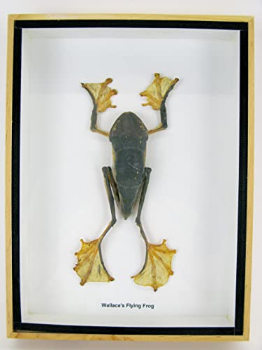 Echter präparierter und riesiger Fliegender Frosch XXL im Schaukasten aus Holz hinter Glas (Wallace´s Flying Frog) von asiahouse24