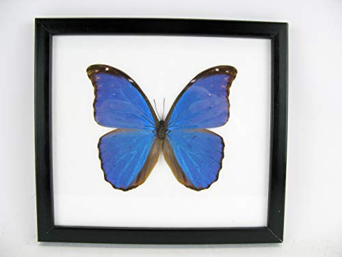 Morpho Didius 2te Wahl mit kleinen Stellen am Rahmen 10% Nachlass Morpho Didius 2te Wahl mit kleinen Stellen am Rahmen 10% Nachlass von asiahouse24