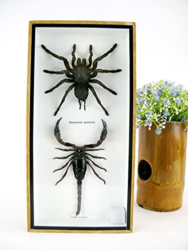 Poisenbox - Echte exotische riesige Vogelspinne und schwarzer Skorpion im 3D Schaukasten, Bilderrahmen aus Holz - gerahmt - Taxydermi Vogelspinne Cendipede und Skorpion Abbildung sehr ähnlich von asiahouse24