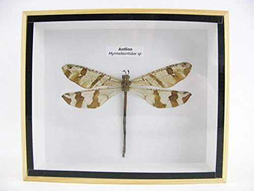 asiahouse24 Antlion (Myrmeleontidae sp.) - echte exotische Libelle im 3D Schaukasten, Bilderrahmen aus Holz - gerahmt - Taxidermy … (hell) von asiahouse24