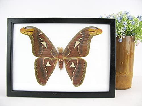 asiahouse24 Atlas moth - male - Attacus Atlas - Atlasspinner - Echter präparierter Schmetterling montiert unter Glas in handgefertigten schwarzen Holzrahmen asiahouse24 Atlas moth - male - Attacus Atlas - Atlasspinner - Echter präparierter Schmetterling montiert unter Glas in handgefertigten schwarzen Holzrahmen von asiahouse24