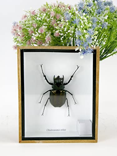 asiahouse24 Chalcosoma Atlas geschlossen - Three-Horned Rhinoceros Beetle - echtes riesiges und exotisches Insekt im 3D Schaukasten, Bilderrahmen aus Holz - gerahmt asiahouse24 Chalcosoma Atlas geschlossen - Three-Horned Rhinoceros Beetle - echtes riesiges und exotisches Insekt im 3D Schaukasten, Bilderrahmen aus Holz - gerahmt von asiahouse24