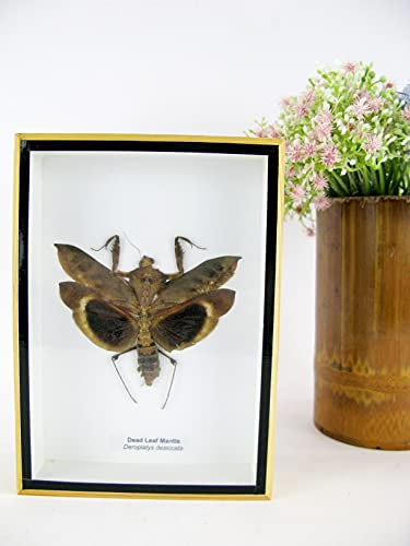 asiahouse24 Dead Leaf Mantis (Deroplatys desiccata) - Gottesanbeterin - echtes riesiges und exotisches Insekt im 3D Schaukasten, Bilderrahmen aus Holz - gerahmt - Taxidermy von asiahouse24