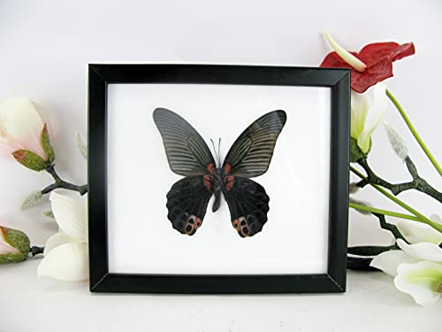 asiahouse24 EIN echter exotischer Schmetterling im Bilderrahmen Wandbild Taxydermi Schaukasten (Great Mormon M) von asiahouse24