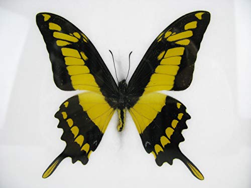 asiahouse24 EIN echter exotischer Schmetterling im Bilderrahmen Wandbild Taxydermi Schaukasten (King Swallowtail) von asiahouse24