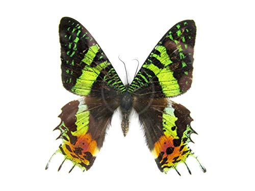 asiahouse24 EIN echter exotischer Schmetterling im Bilderrahmen Wandbild Taxydermi Schaukasten (Madagascan Sun Set Moth) von asiahouse24